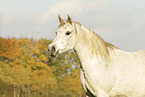 arabian horse mare