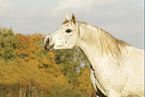 arabian horse mare