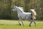 arabian horse mare
