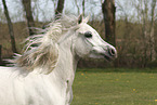 arabian horse mare