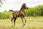arabian horse foal