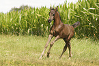 arabian horse foal