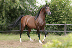 arabian stallion
