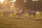 arabian stallions