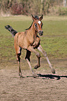 arabian foal