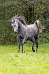 arabian stallion
