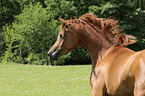 arabian stallion