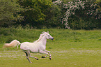 arabian stallion