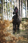Arabian horse