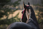 Arabian horse