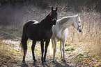 Arabian horse
