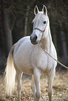 Arabian horse