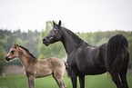 Arabian horse
