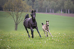 Arabian horse