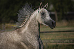 Arabian horse