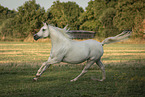 Arabian horse