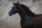 Arabian horse
