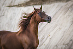 Arabian horse