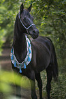 Arabian horse