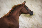 Arabian horse