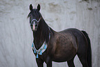 Arabian horse