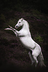 Arabian horse