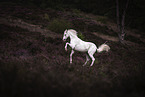 Arabian horse