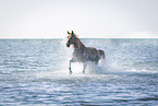 Arabian horse