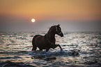 Arabian horse