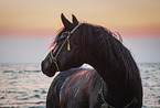 Arabian horse
