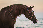 Arabian horse