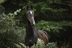 arabian horse