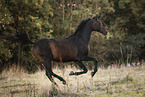 arabian horse