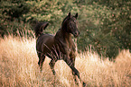 arabian horse