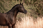 arabian horse