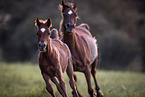 arabians