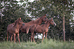 arabians