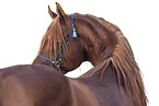 arabian stallion
