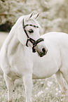 Arabian mare
