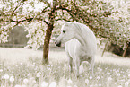 Arabian mare