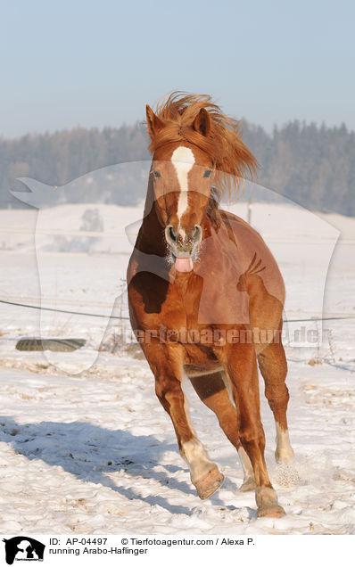running Arabo-Haflinger / AP-04497