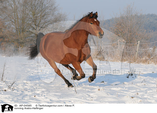 running Arabo-Haflinger / AP-04585