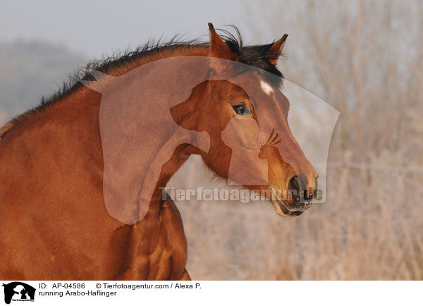 running Arabo-Haflinger / AP-04586