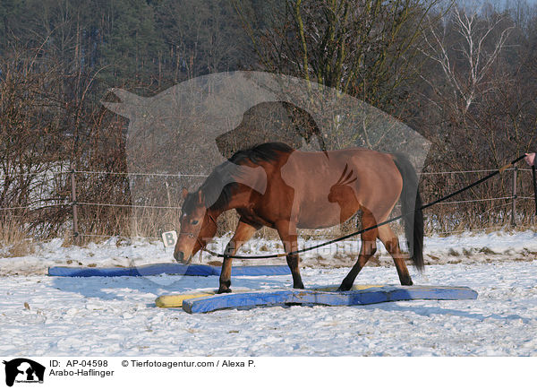 Arabo-Haflinger / AP-04598