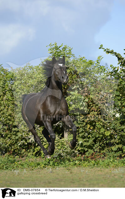 galloping crossbreed / DMS-07854