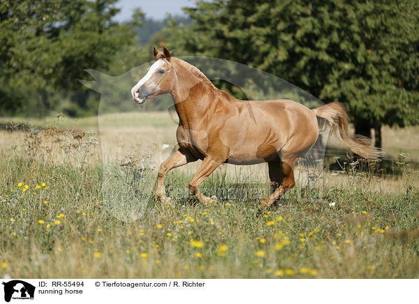 running horse / RR-55494