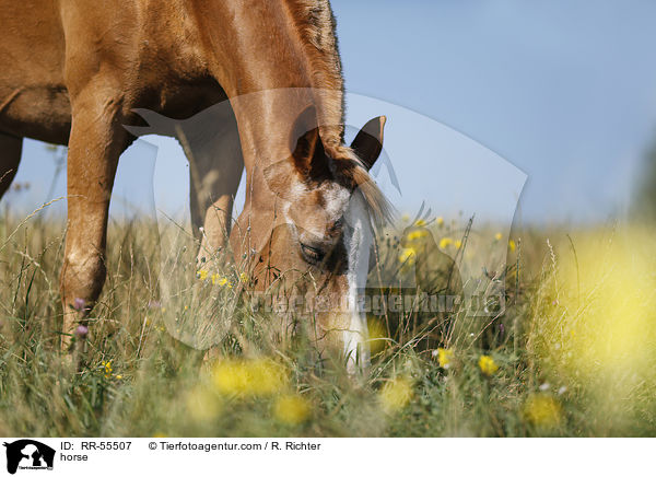 horse / RR-55507