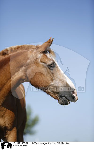horse portrait / RR-55522