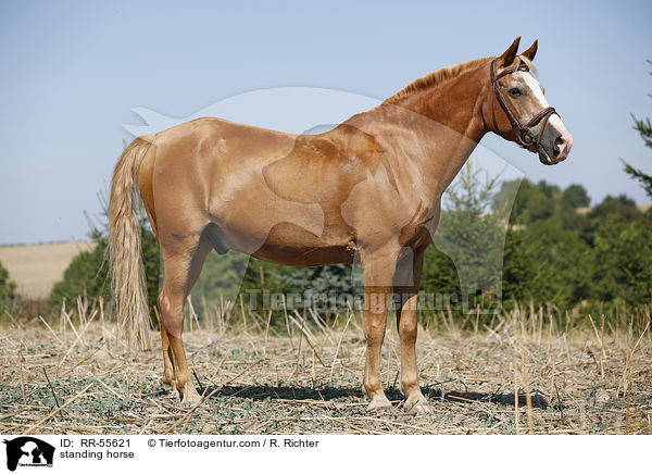standing horse / RR-55621