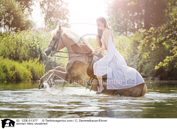 Frau reitet Arabo-Haflinger / woman rides crossbred / CDE-01377